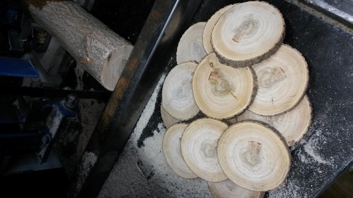 Кленовую ветку разрезаем на спилы толщиной 1 см. 