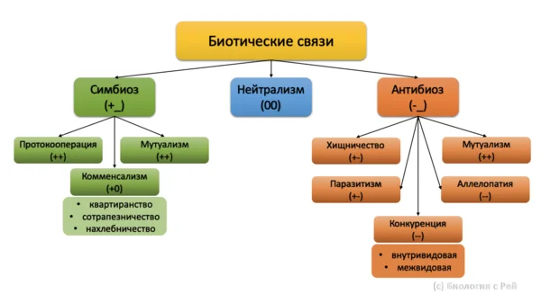 Типы биологических взаимоотношений. Типы биотических взаимоотношений схема. Типы биотических взаимодействий схема. Типы биотических взаимоотношений. Типы отношений между организмами.