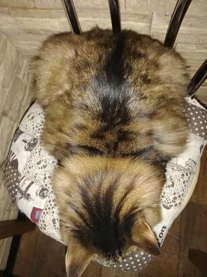 Ганс - он как бы не просто кот. Он круглый кот