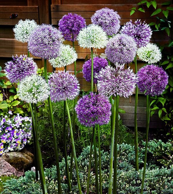 Разноцветный аллиум