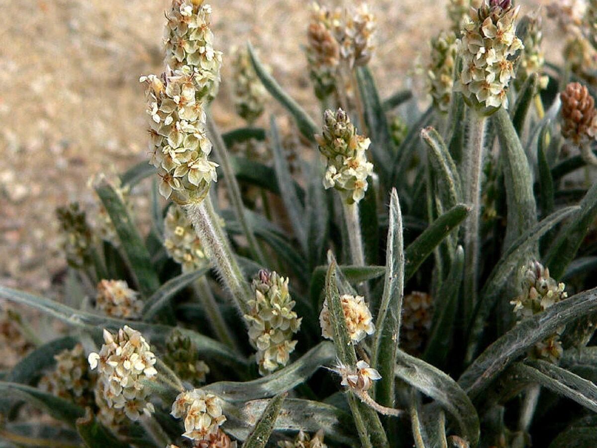 Plantago ovata