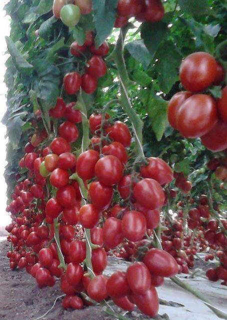 Фото из открытых источников.