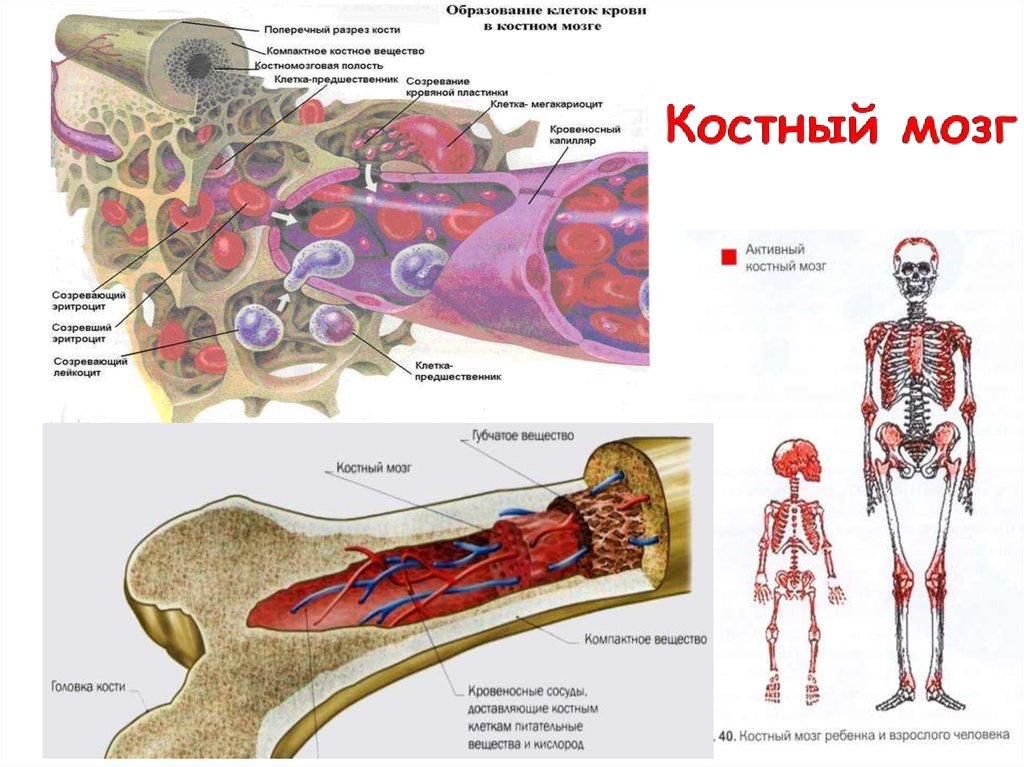 В костях и т д. Строение кости желтый костный мозг. Функция красного костного мозга в анатомии. Красный костный мозг функция кроветворения. Красный костный мозг локализуется.