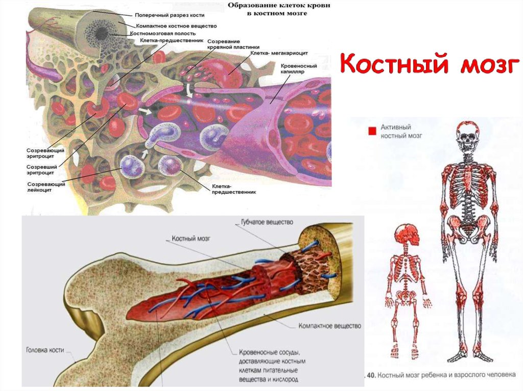 Что будет если есть кости. Строение кости желтый костный мозг. Функция красного костного мозга в анатомии. Красный костный мозг функция кроветворения. Красный костный мозг строение иммунология.