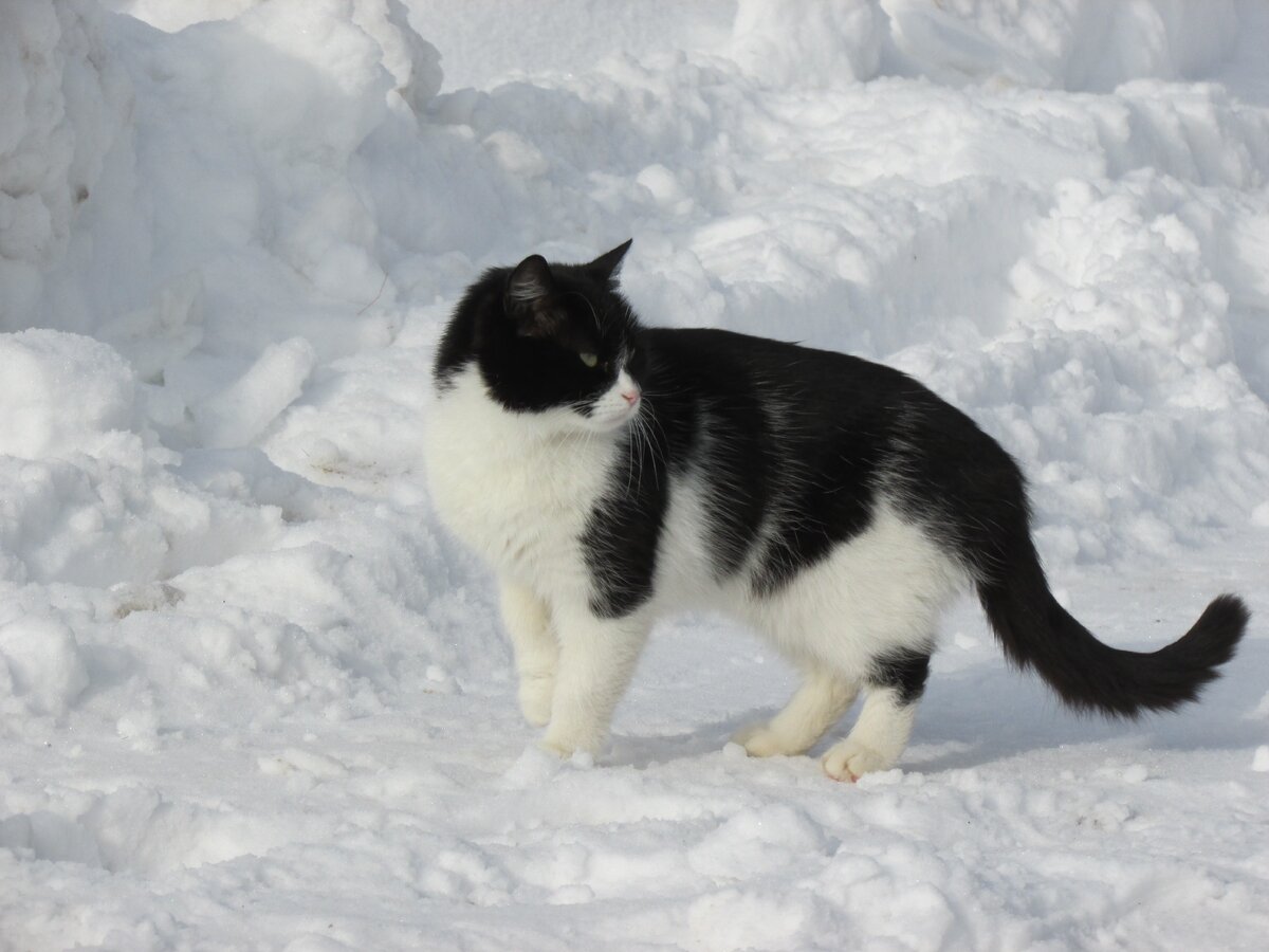 Наш Тимошка