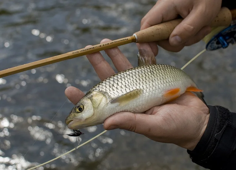 Фото с сайта https://avatars.mds.yandex.net/