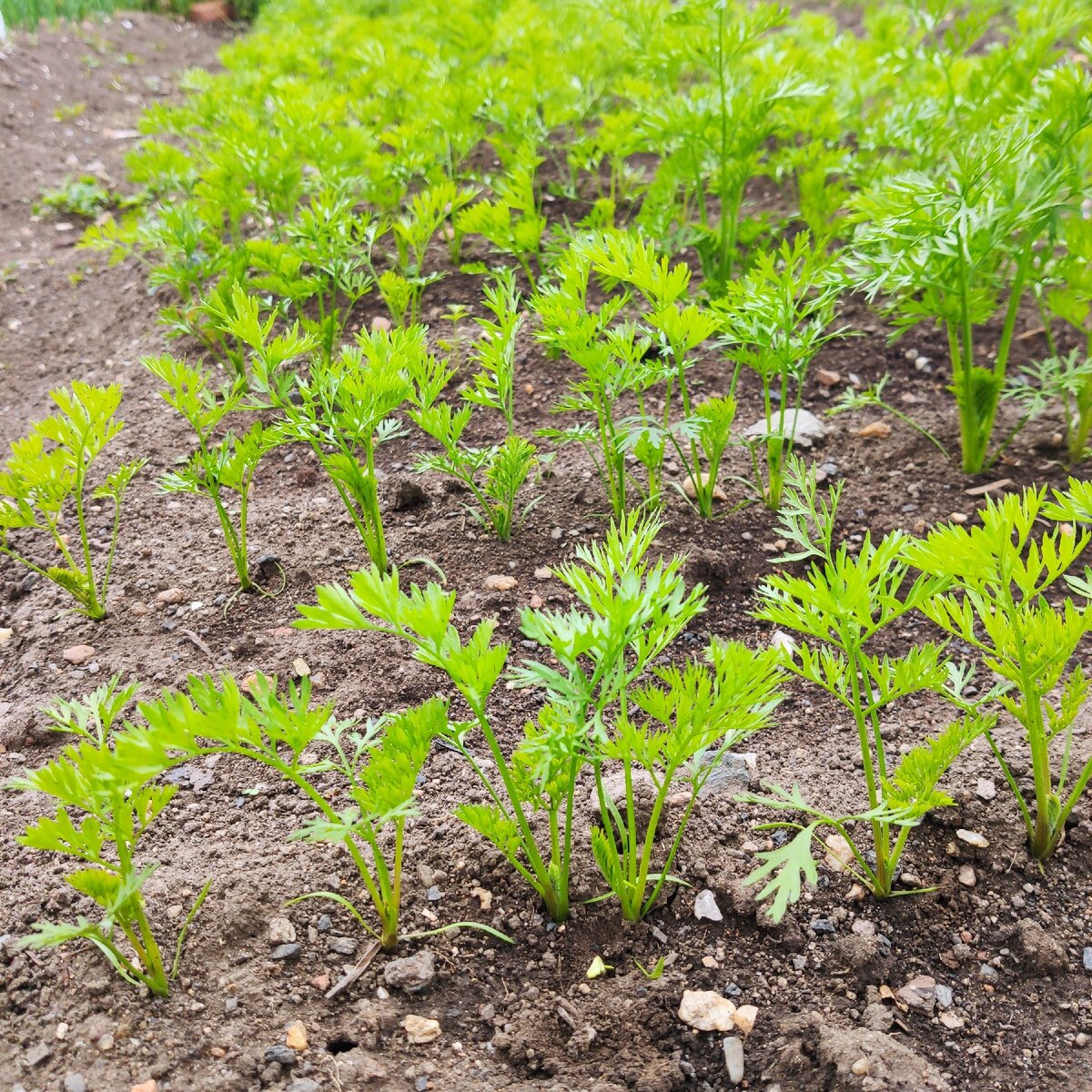 Морковь прорежена