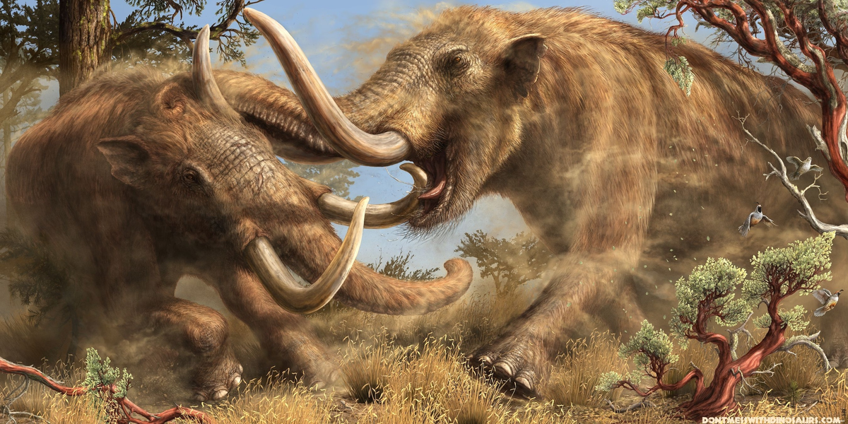 Единственным врагом мастодонта до прихода людей были саблезубые кошки и... другие мастодонты. Самцы этих животных, как и современные слоны, вели ожесточённые битвы друг с другом в период гона.