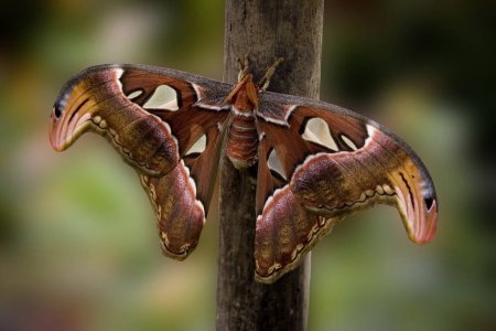 Тизания агриппина (Thysania agrippina)