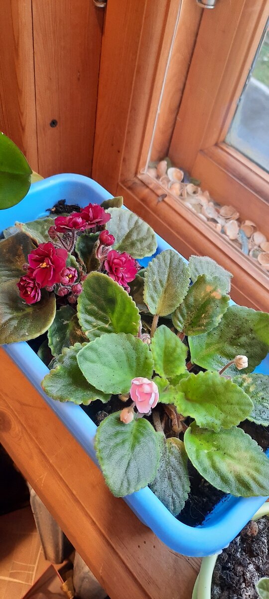 Мои фиалки расцвели.