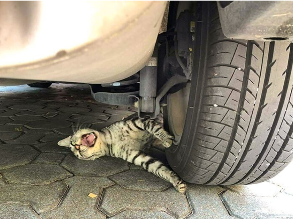 Душить машину. Котики под машиной. Кошка под колесом.