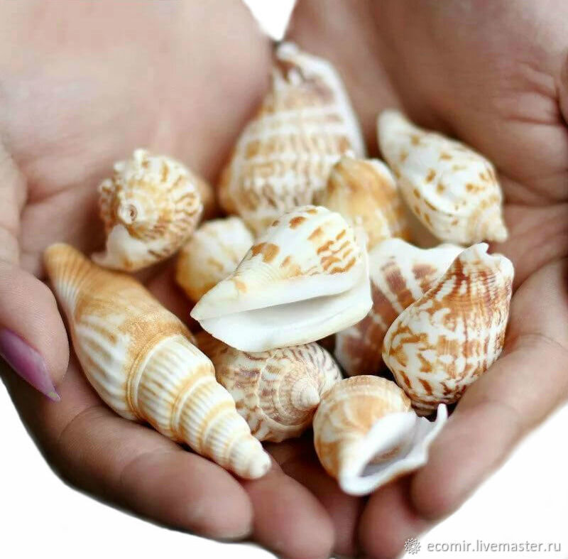 Именно ракушки были одним из самых первых видов денег