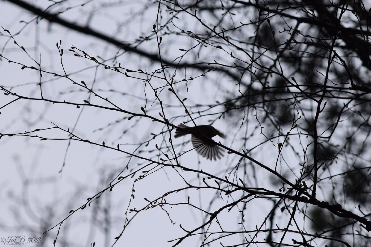 Зеленая пересмешка