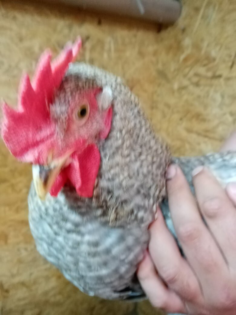 #несушки_ру