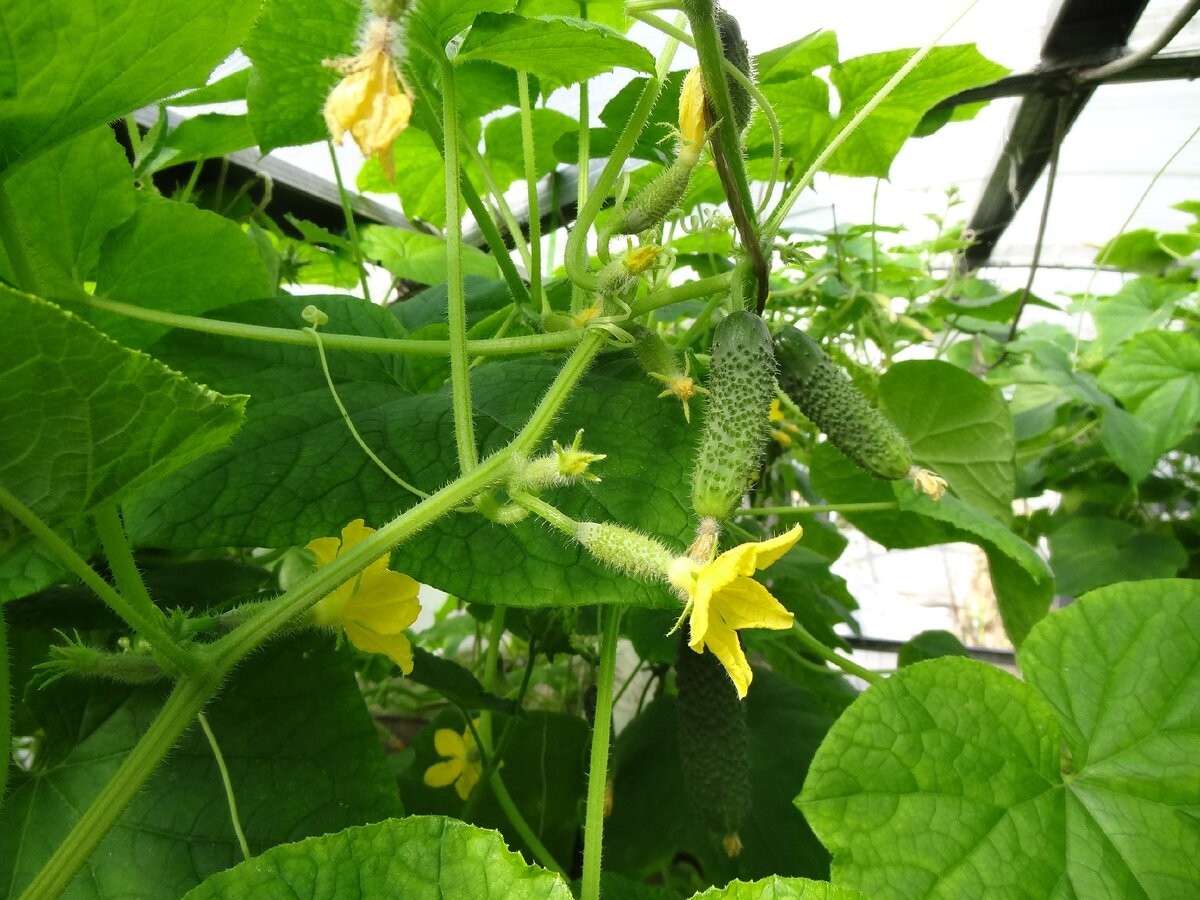 Огурцы не завязываются в теплице что делать. Зачем обрезать листья у огурцов. Огурцы на грядке. Огуречные завязи. Огурцы не завязываются в теплице что делать.
