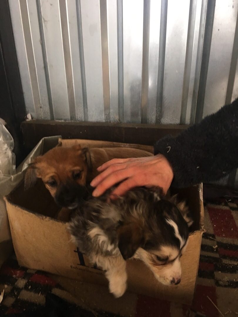 Ляля и Каштанка в первый день на передержке