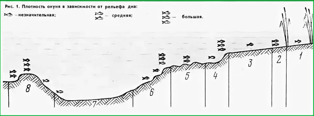 Как определить где рыба. Места стоянки окуня на реке летом. Места обитания окуня зимой на реке. Окунь на реке зимой места стоянки. Места ловли окуня зимой.