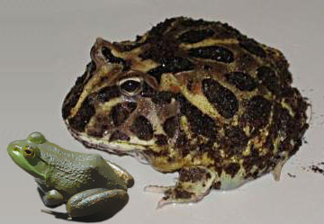 Beelzebufo ampinga