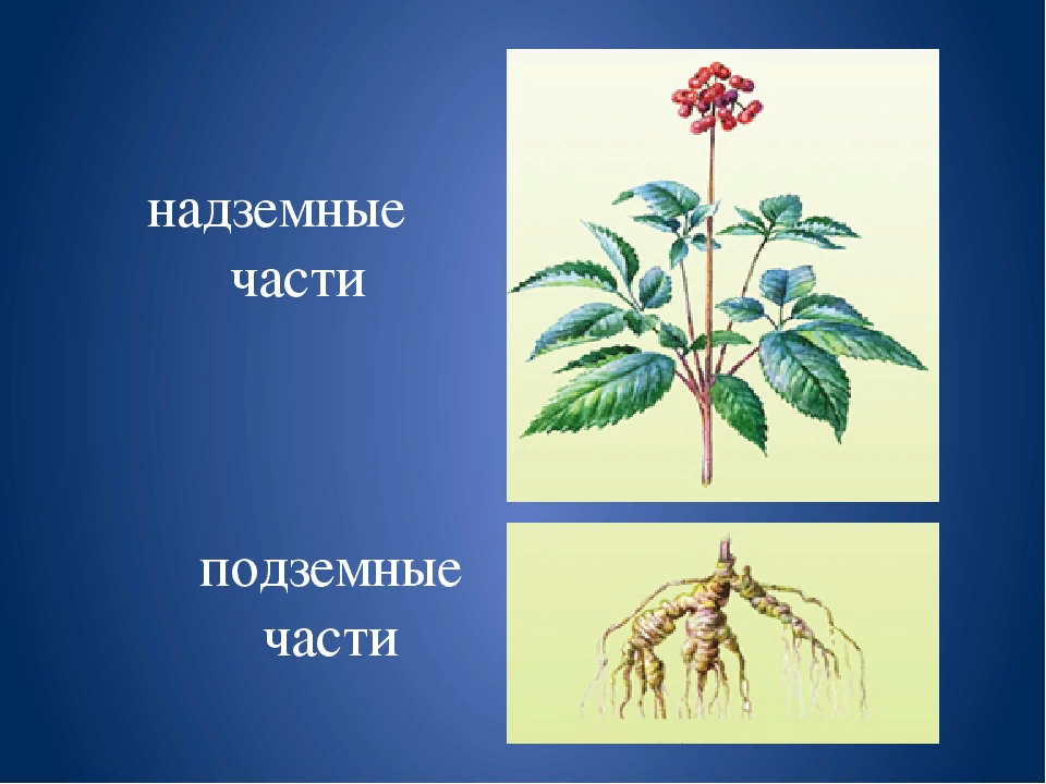 Надземные части = побег; подземные части = корень.