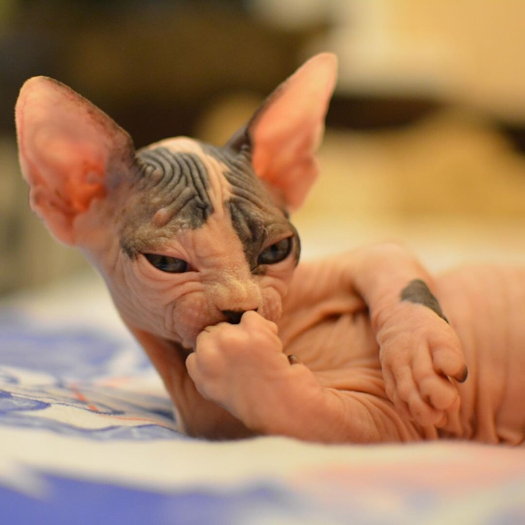 Картинки взяты с открытых источников 