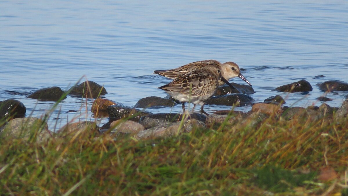 Чернозобики на Финском заливе