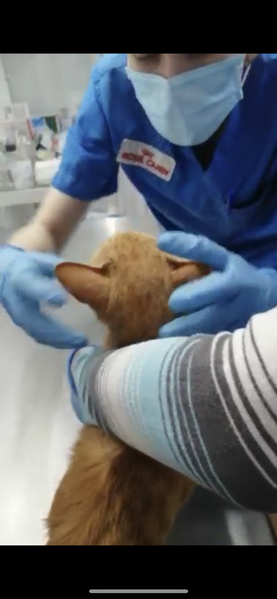 Скриншот видео с осмотром Драко. Показывать фото его челюсти я боюсь, так как Дзен может забанить за неприемлемый контент...