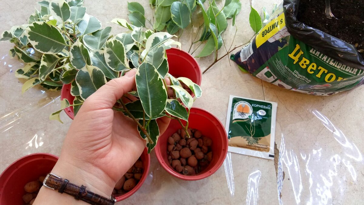 На дно горшков дренаж