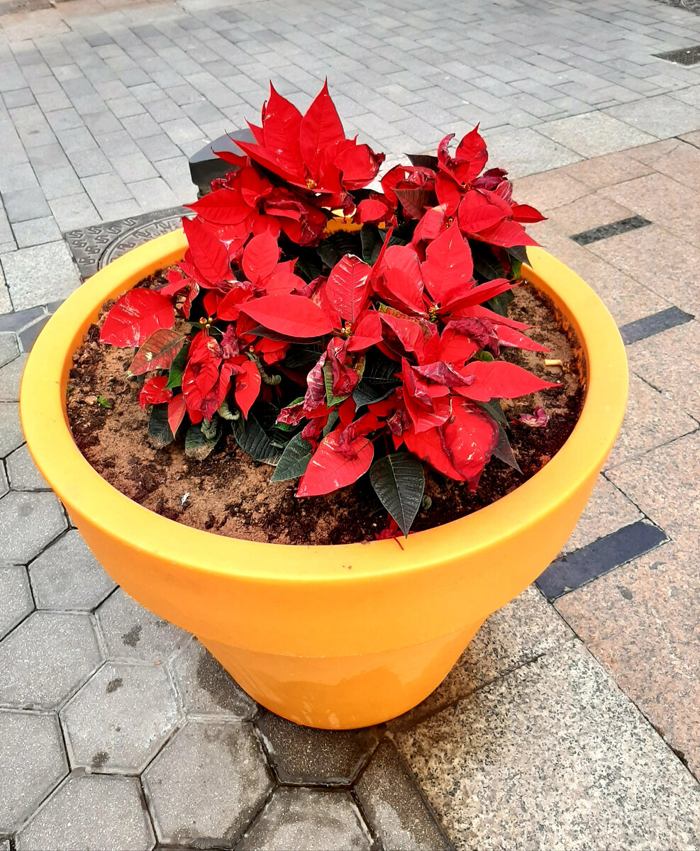 Рождественский цветок Пуансеттия - Flor de Navidad или Flor de Pascua цветет только зимой (с декабря по февраль) и считается в Испании символом Рождества и Нового года.-2