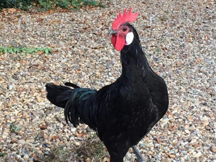 Черная минорка