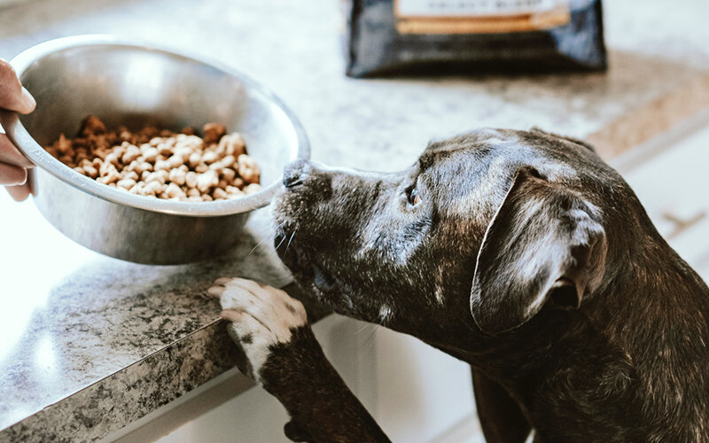 В настоящее время покупать готовый корм гораздо выгоднее, чем готовить домашнюю пищу. Фото Chewy/Unsplash