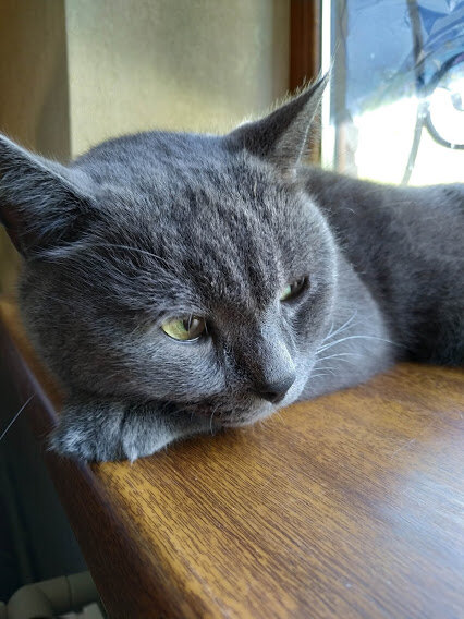 Кота не обижают, он не грустный, кот задумчивый!