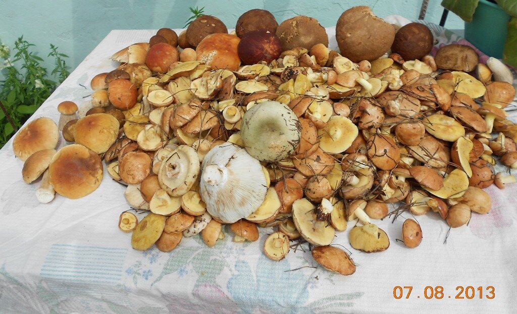 грибы в ассортименте