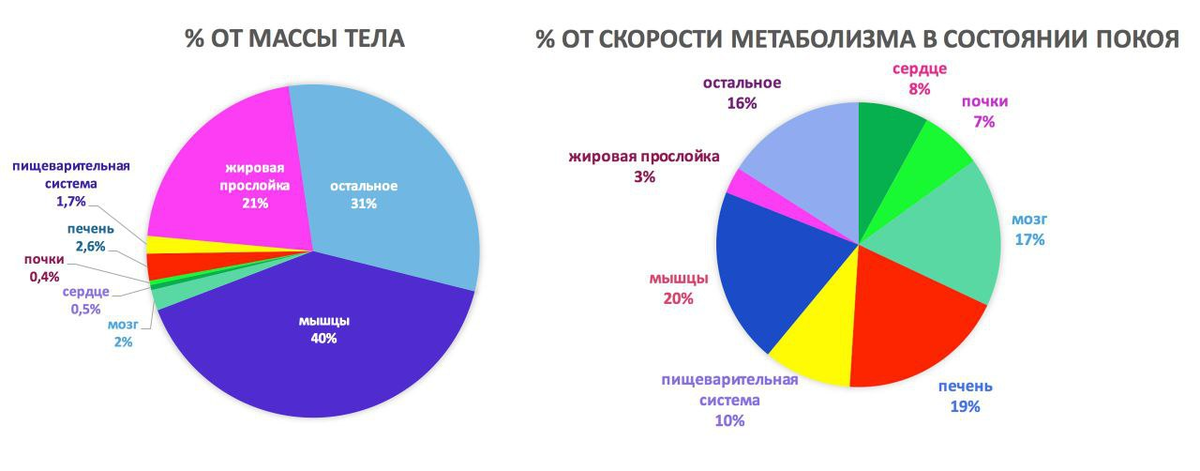 Сколько калорий потеряет человек за день, если он ничего не будет делать |  BiohackLive | Дзен