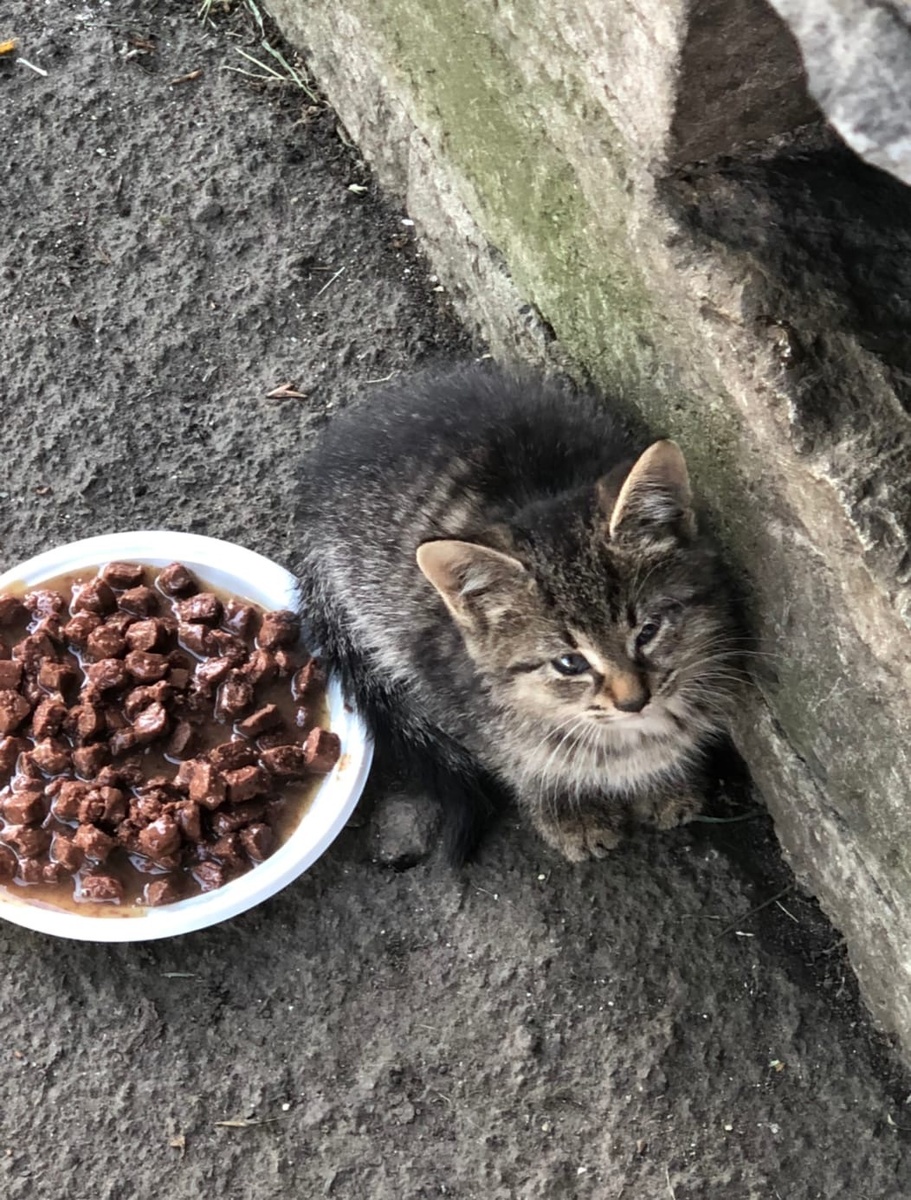 Малыш 2, серенький