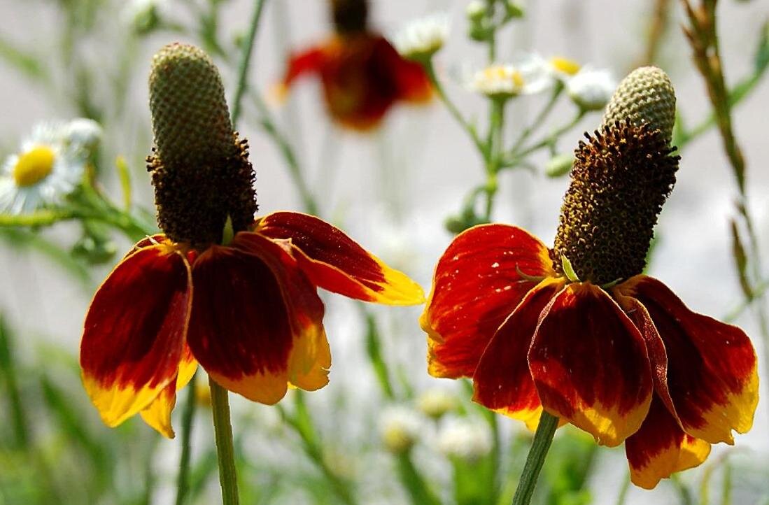 Mexican Hat Wildflower Seeds - B284 eBay