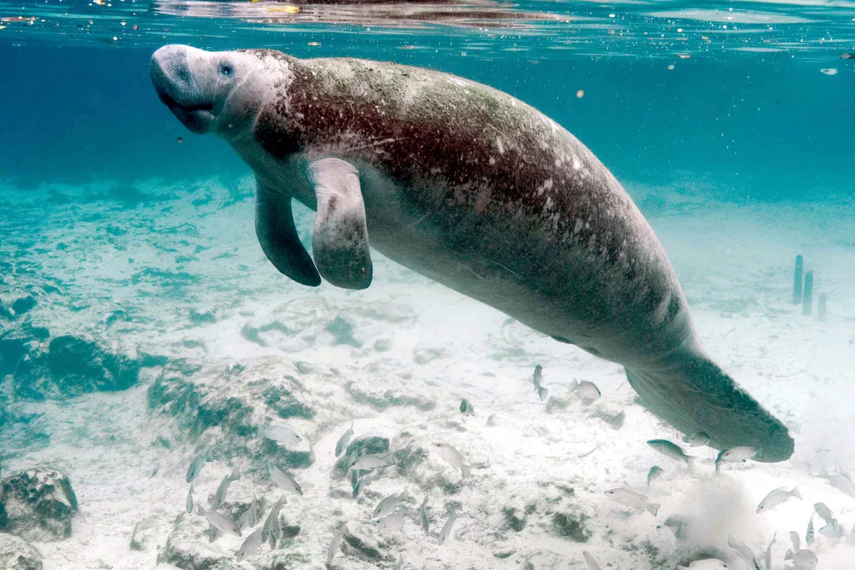 Ламантин морская корова. Стеллерова морская корова. Американский Ламантин Trichechus manatus. Амазонский Ламантин (Trichechus inunguis).