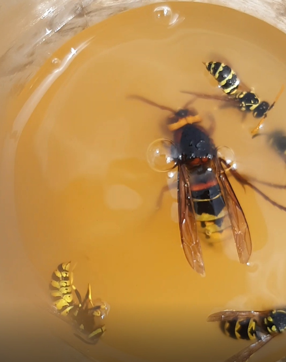 Пчела из пластиковых бутылок своими руками. Медоносная пчела из пластиковой бутылки