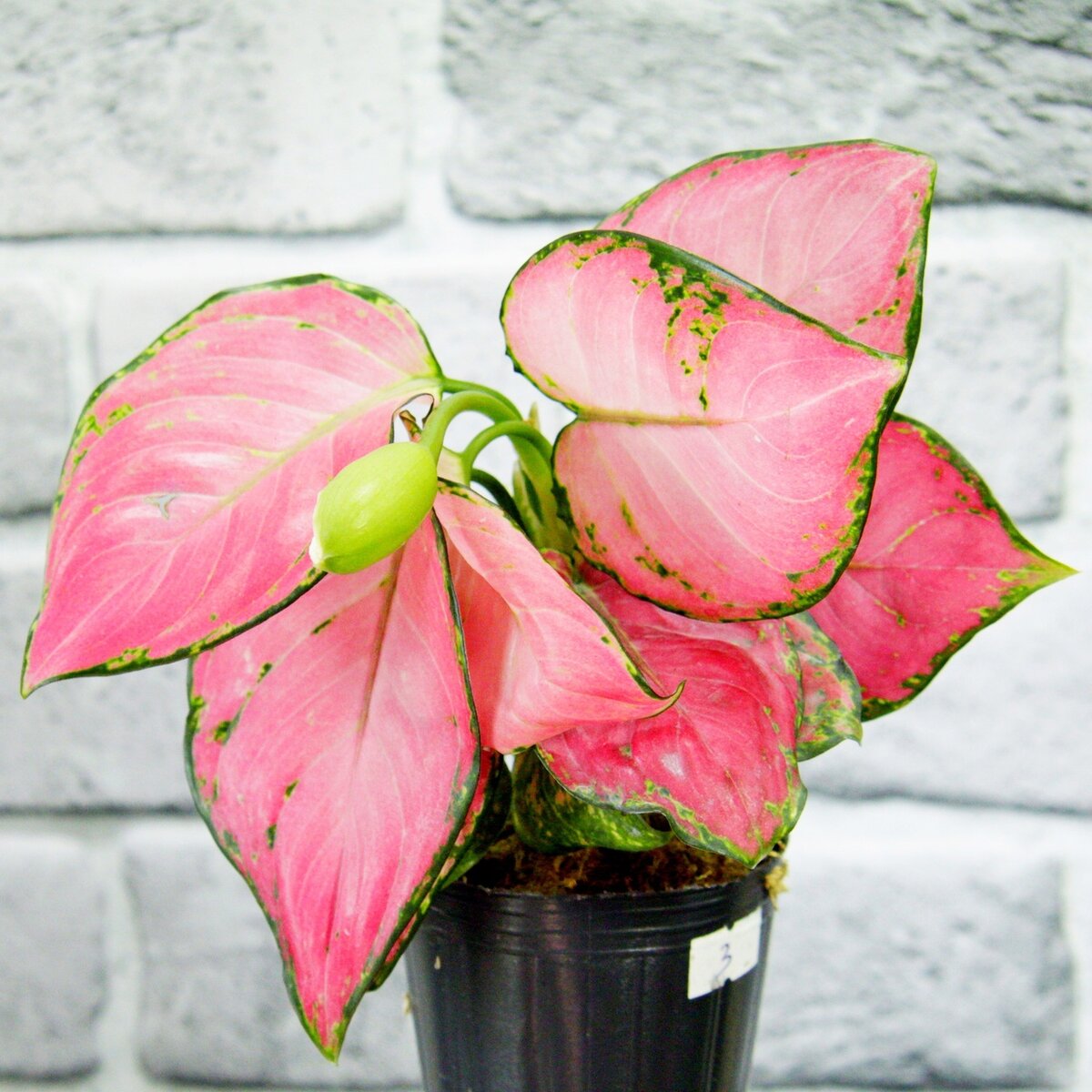 Аглаонема мериклон Тайланд. Фото автора