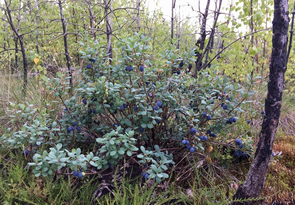 Голубика на болоте.