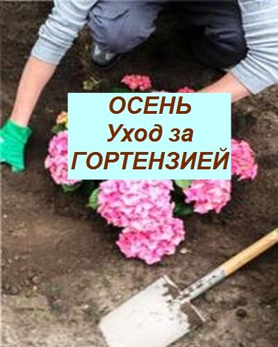 уход за гортензией осенью