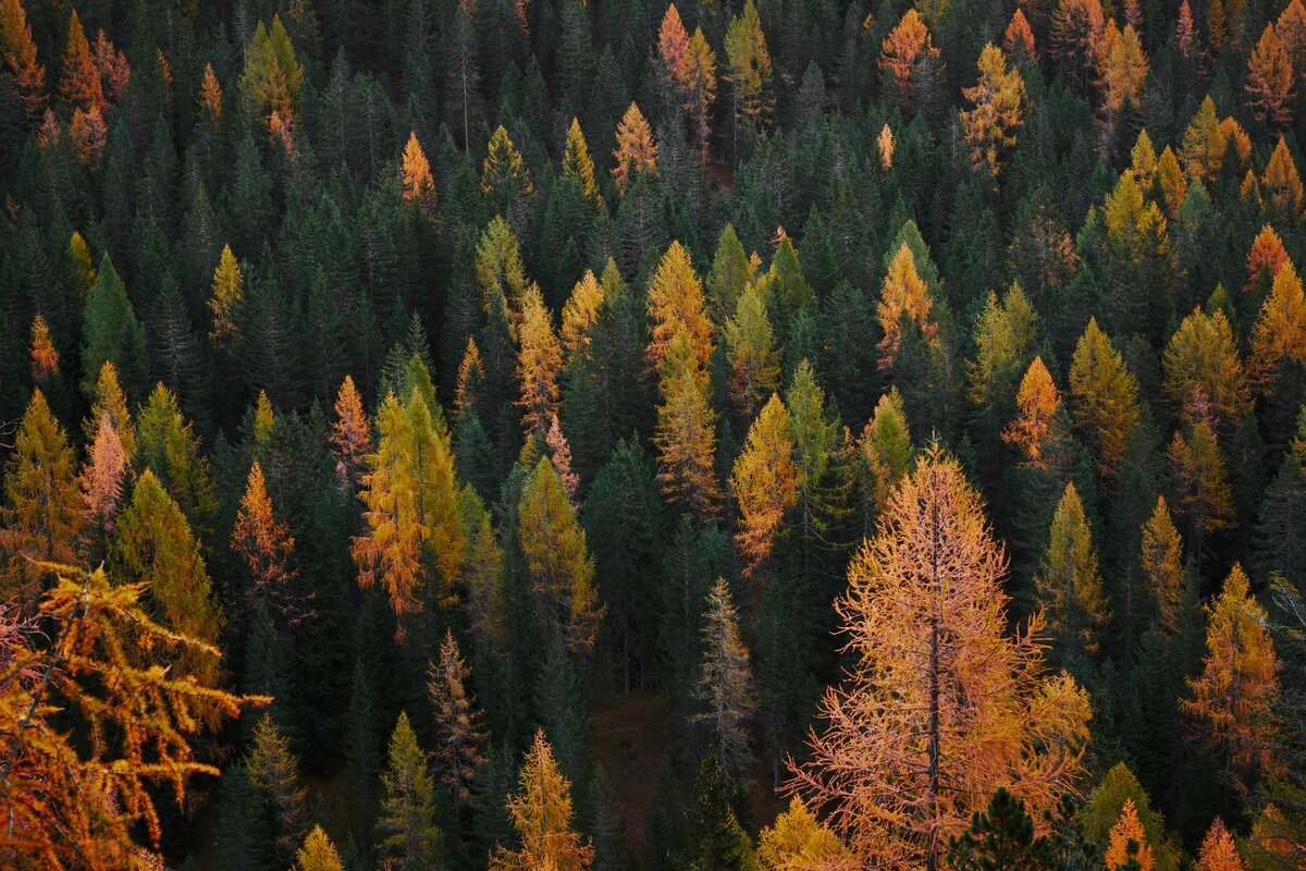 Фото: Luca Bravo / Unsplash