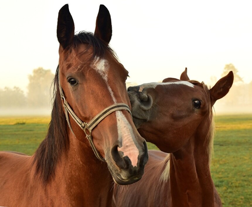 Взято из открытых источников. Лошадка, мне кажется, рабочая. Там дальше будет и про нее.