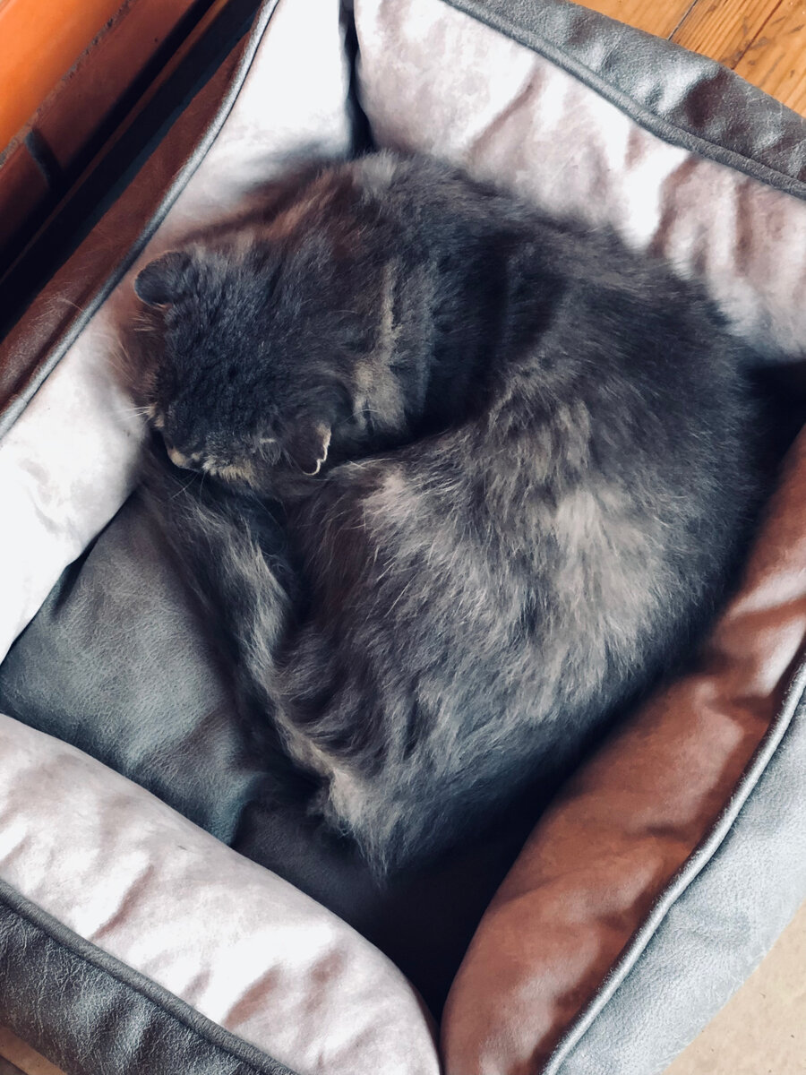 Филя сворачивается и ему тепло и хорошо в новой лежанке. 