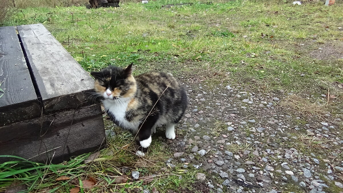 Октябрь 2021. Тут она даже симпатично получилась. 