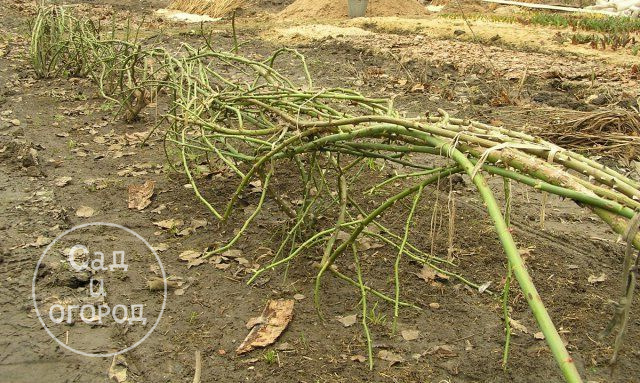 Вот так розы я пригибаю к земле