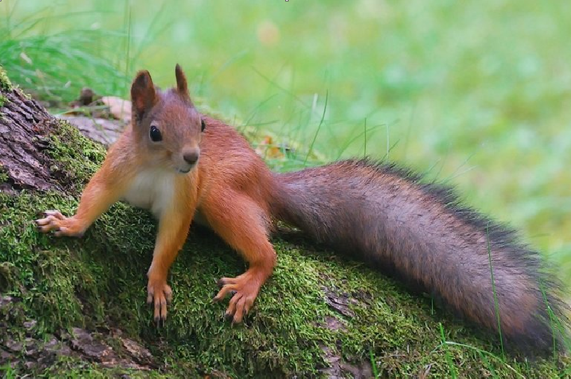 Строение тела рыжей белки