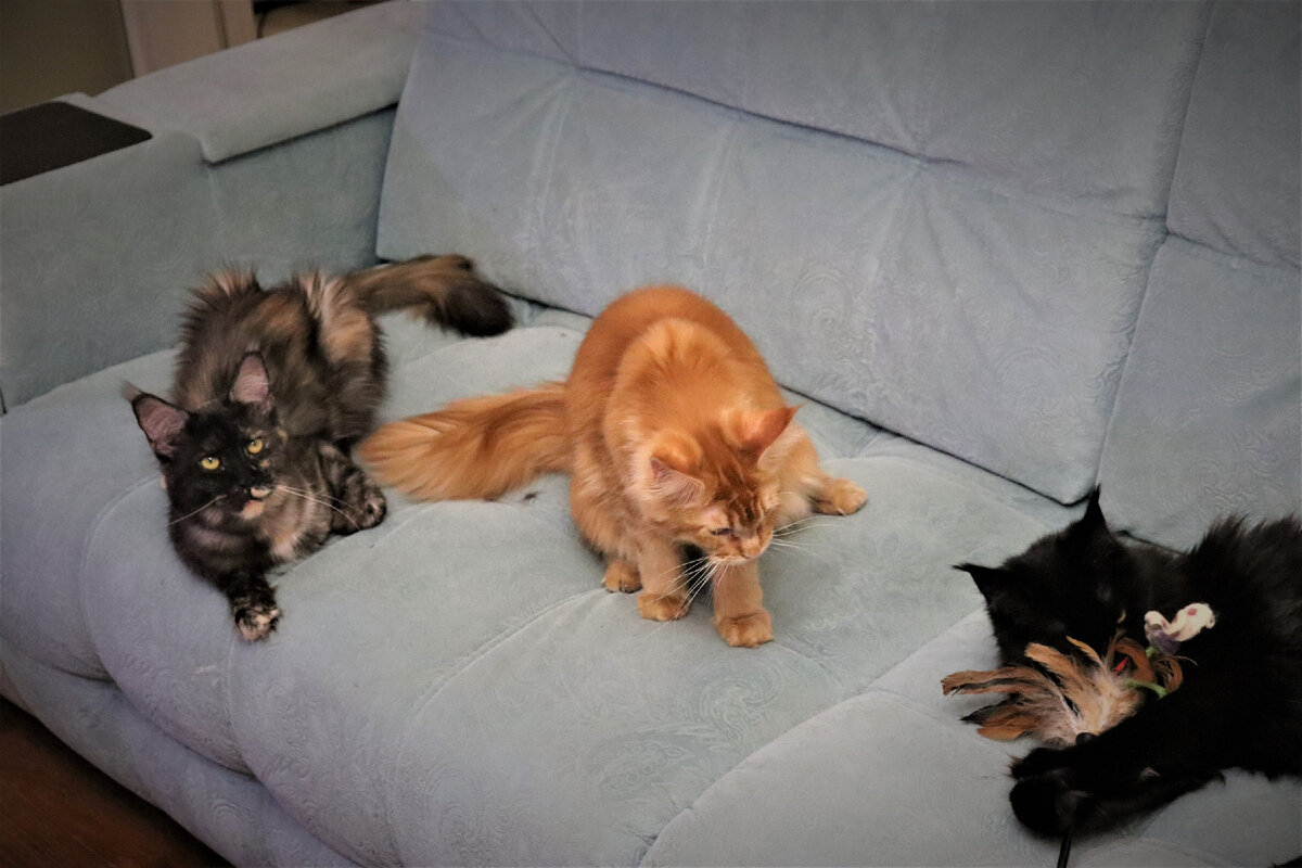 Фото из личного архива. Зебра, Джесси, Шури