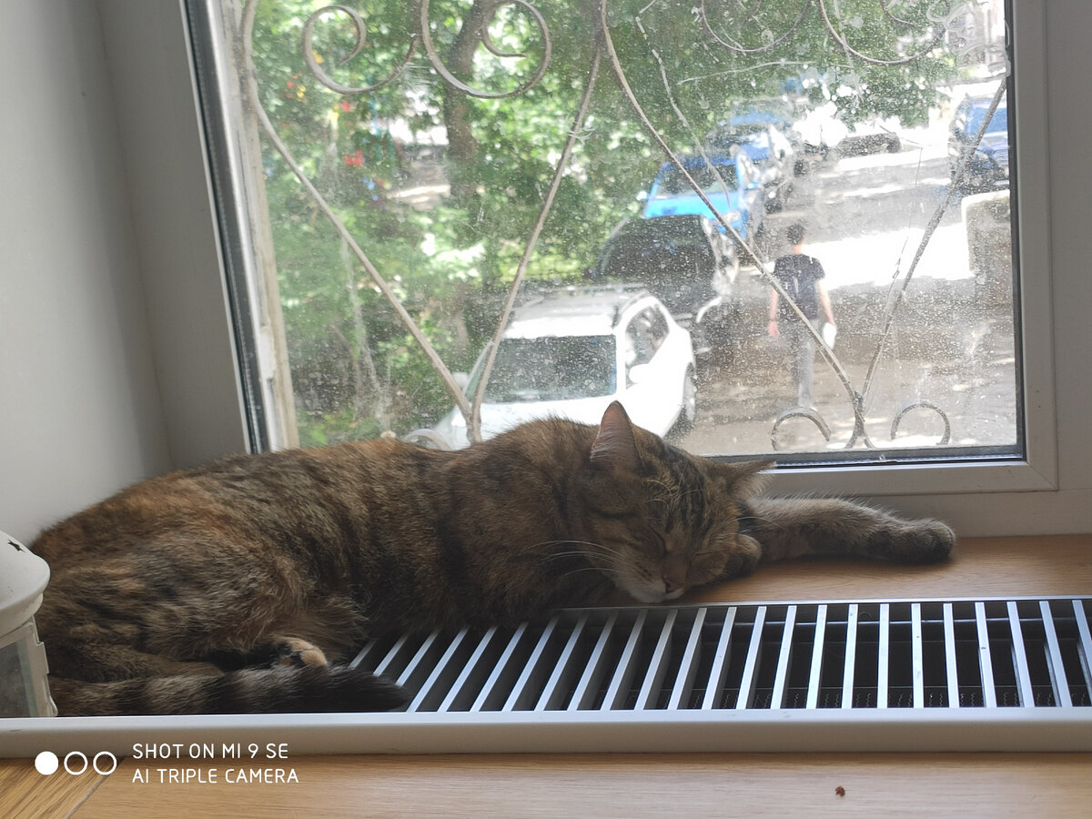 Спящие котики такие милые!