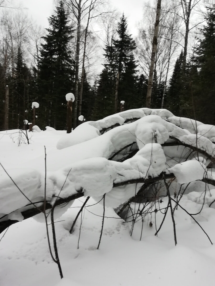 Деревья поднимутся, не переживайте.. Фото автора. 