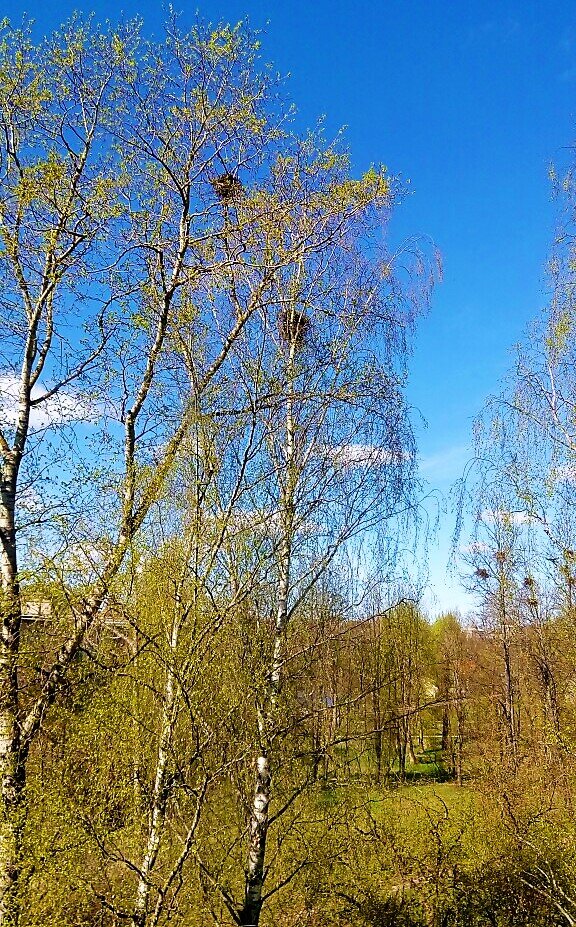 Весна в парке